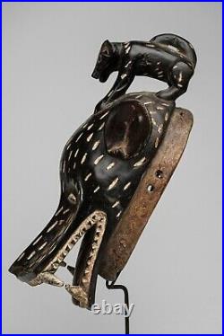 030 Masque Leopard Baoule, Baule Mask, Art Tribal Premier Africain