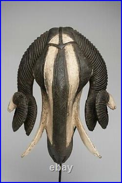 237 Masque Belier Baoule, Ram Baule Mask, Art Tribal Premier Africain