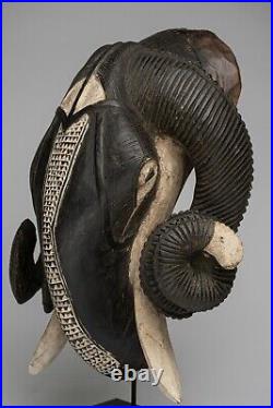 A239 Masque Belier Baoule, Ram Baule Mask, Art Tribal Premier Africain