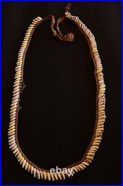 Ancien collier en Cauris Iatmul Moyen sépik Art Tribal /Arts Primitifs