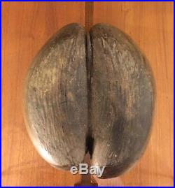 Coco Fesse Seychelles Coco de mer Nut Pralin