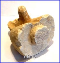 Couvercle De Vase Canope New Kingdom 1550/1070 Bc Ancient Canopic Jar LID