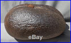 Grand Coco fesse fruit du cocotier de mer