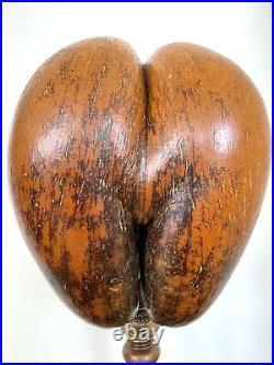 Rare Coco Fesses De Mer Butt Nut Lodoicea Buttocks De Seychelles 33x28cm Bronze