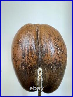 Rare Coco Fesses De Mer Butt Nut Lodoicea Buttocks De Seychelles 33x28cm Bronze